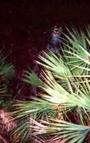 Skunk Ape profile picture