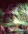 Skunk Ape profile picture