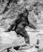 Skunk Ape profile picture