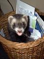 ferret profile picture