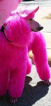 Suzie the Pink Poodle profile picture