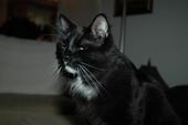 Sylvester Will Be Missed Vey Much.. profile picture