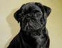 PUGSLEY - PROUD DADDY! profile picture