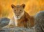 --==Queen Lioness==-- profile picture