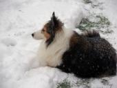 wanda's sheltie profile picture