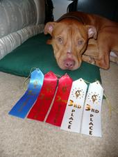 *LEO* the red nose pit profile picture