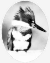 Kingfisherâ€™s Invisible Band profile picture