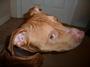 *LEO* the red nose pit profile picture