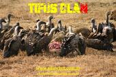 TIFUS CLAN profile picture