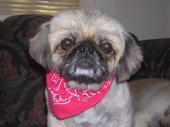 pekingese4