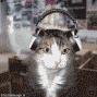 fluffy cat luv profile picture