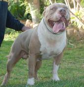 Mahoe's 808 Blue Pitbulls profile picture