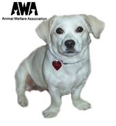 Animal Welfare Association profile picture