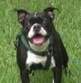 Houston Boston Terrier Rescue profile picture