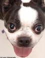 Houston Boston Terrier Rescue profile picture