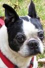 Houston Boston Terrier Rescue profile picture