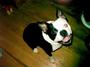 Houston Boston Terrier Rescue profile picture