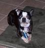 Houston Boston Terrier Rescue profile picture