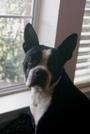 Houston Boston Terrier Rescue profile picture