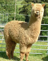 Barry the alpaca profile picture