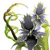 Black Orchid profile picture