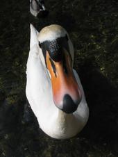 I am swan profile picture