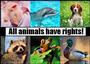 Our Animal Friends profile picture