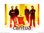 Cantua profile picture