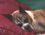 WA BOXER RESCUE â™¥ profile picture