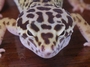 Mr. Gecko profile picture