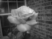 black and white rose profile picture