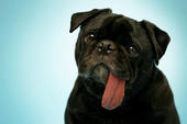 Yogi the Pug profile picture