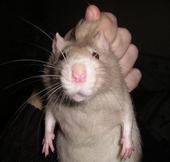 MAT THE RAT profile picture