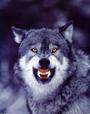 Lone Wolf profile picture