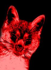 red cat profile picture