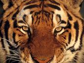 ♥Tiger Lover♥ profile picture