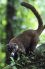 The Coati profile picture