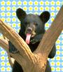 Bear profile picture