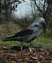 maia jackdaw profile picture