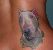 arthurbakerbullterrier