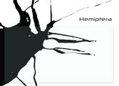 Hemiptera profile picture