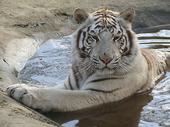 white tiger profile picture