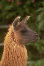 llama profile picture