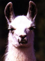 llama profile picture