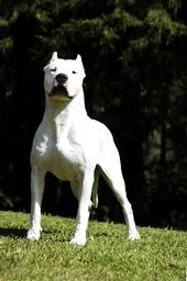 dogo argentino profile picture