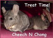 cheechchinchilla