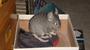 Cheech & Chong Chinchilla profile picture