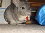 Cheech & Chong Chinchilla profile picture