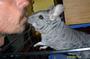 Cheech & Chong Chinchilla profile picture