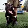 AMERICAN PITBULL profile picture